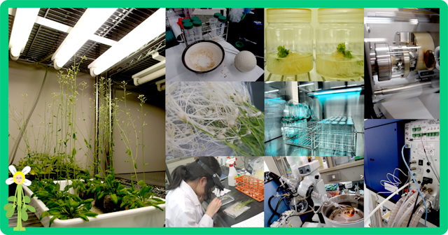 Shimada's Lab!!