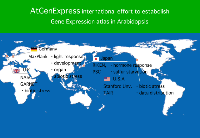 国際分担による網羅的な遺伝子発現データの収集プロジェクトAtGenExpress