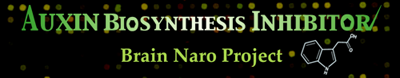 Auxin biosynthesis and its inhibitors (BRAIN NARO project) (Japanese Only)